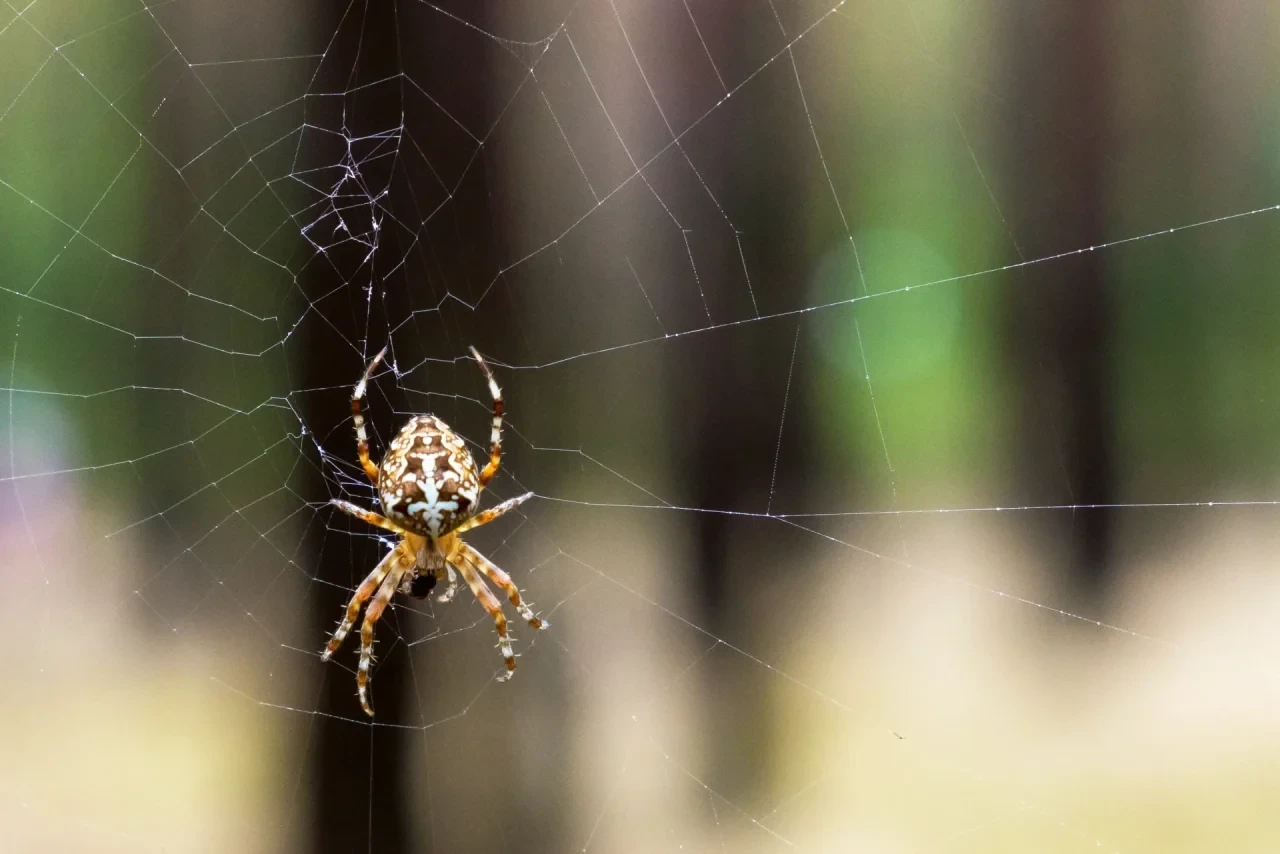 Kreuzspinne im Netz im Wald