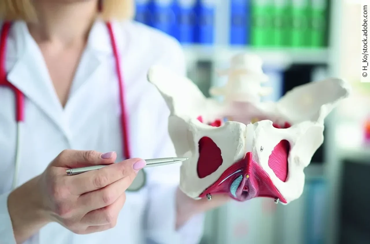 Ärtzin zeigt auf anatomisches Modell des Beckenbodens