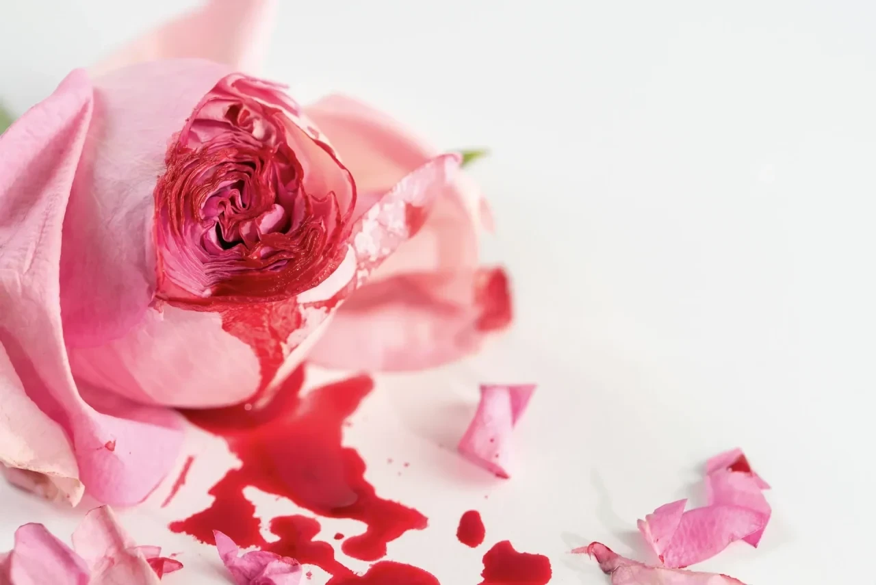rosa Rose mit Blut